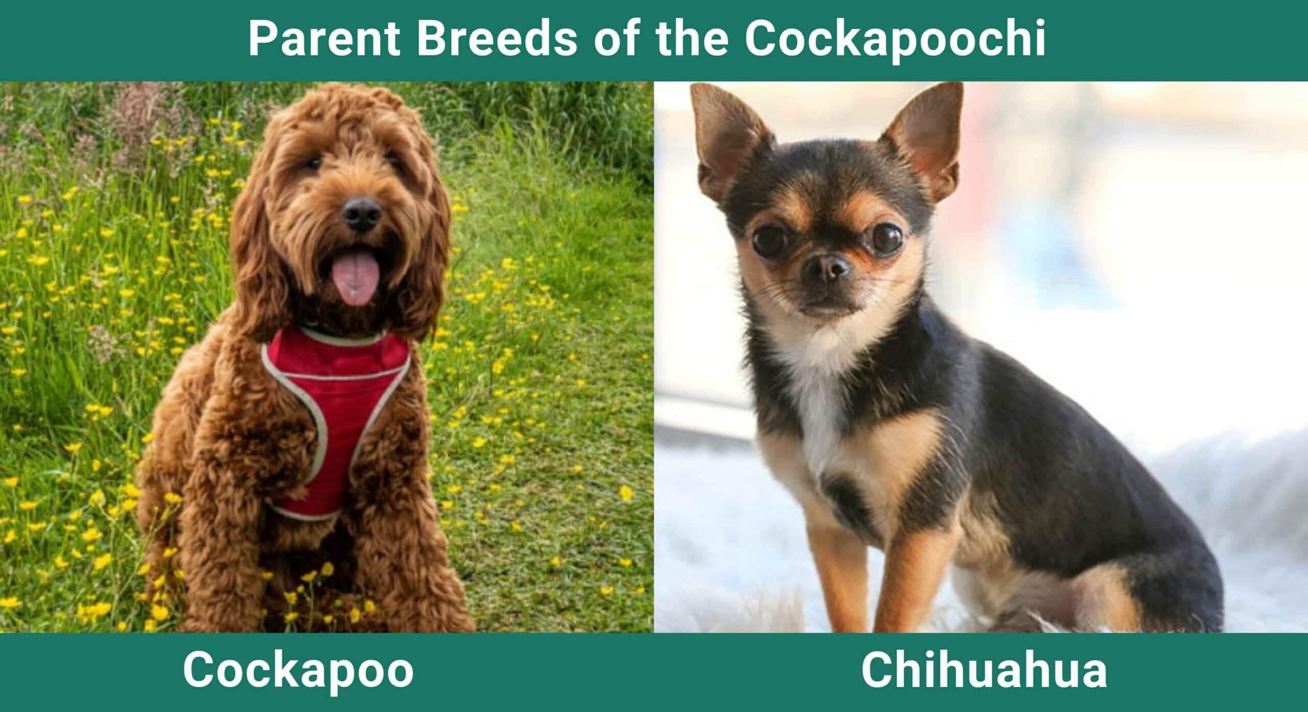 Cockapoochi (Cockapoo & Chihuahua Mix): Info, Pictures, Care & More ...