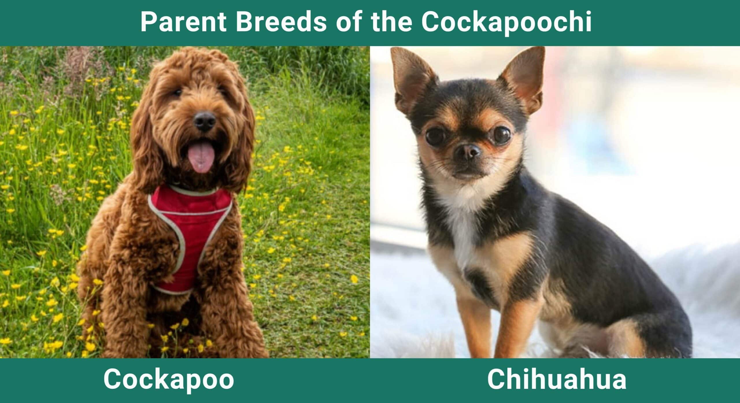 Parent_breeds_Cockapoochi-scaled-2