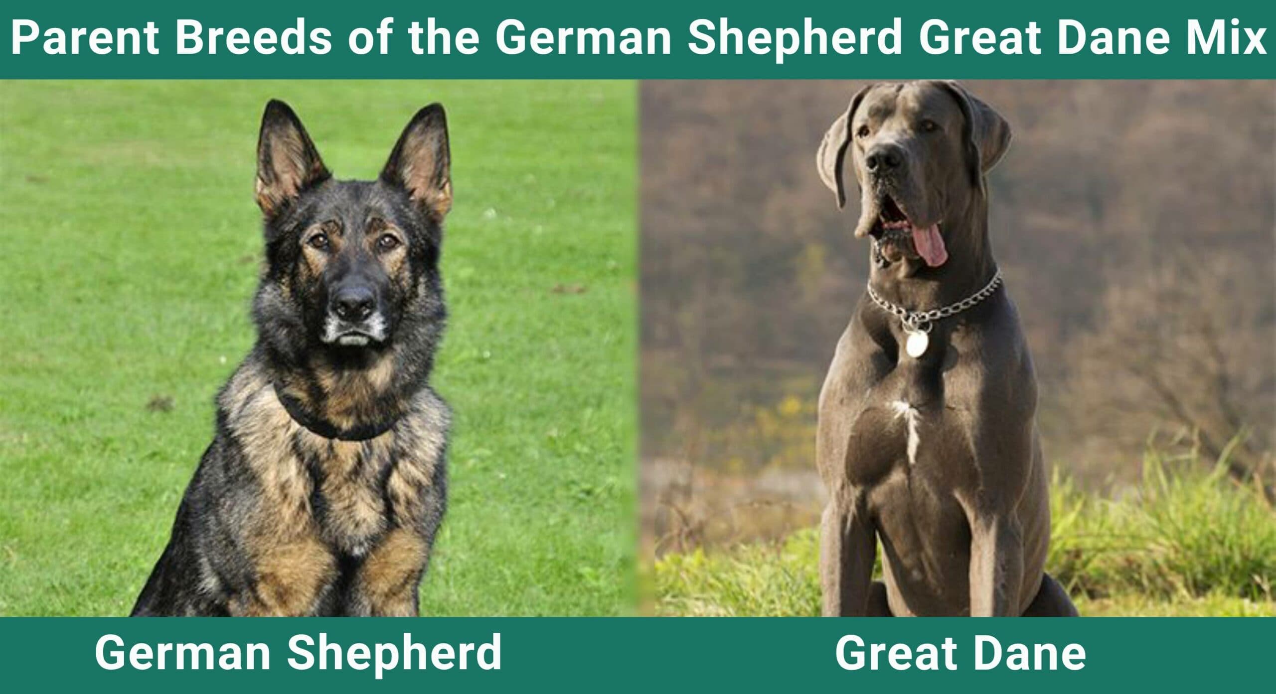 Parent breeds of German Shepherd Great Dane Mix
