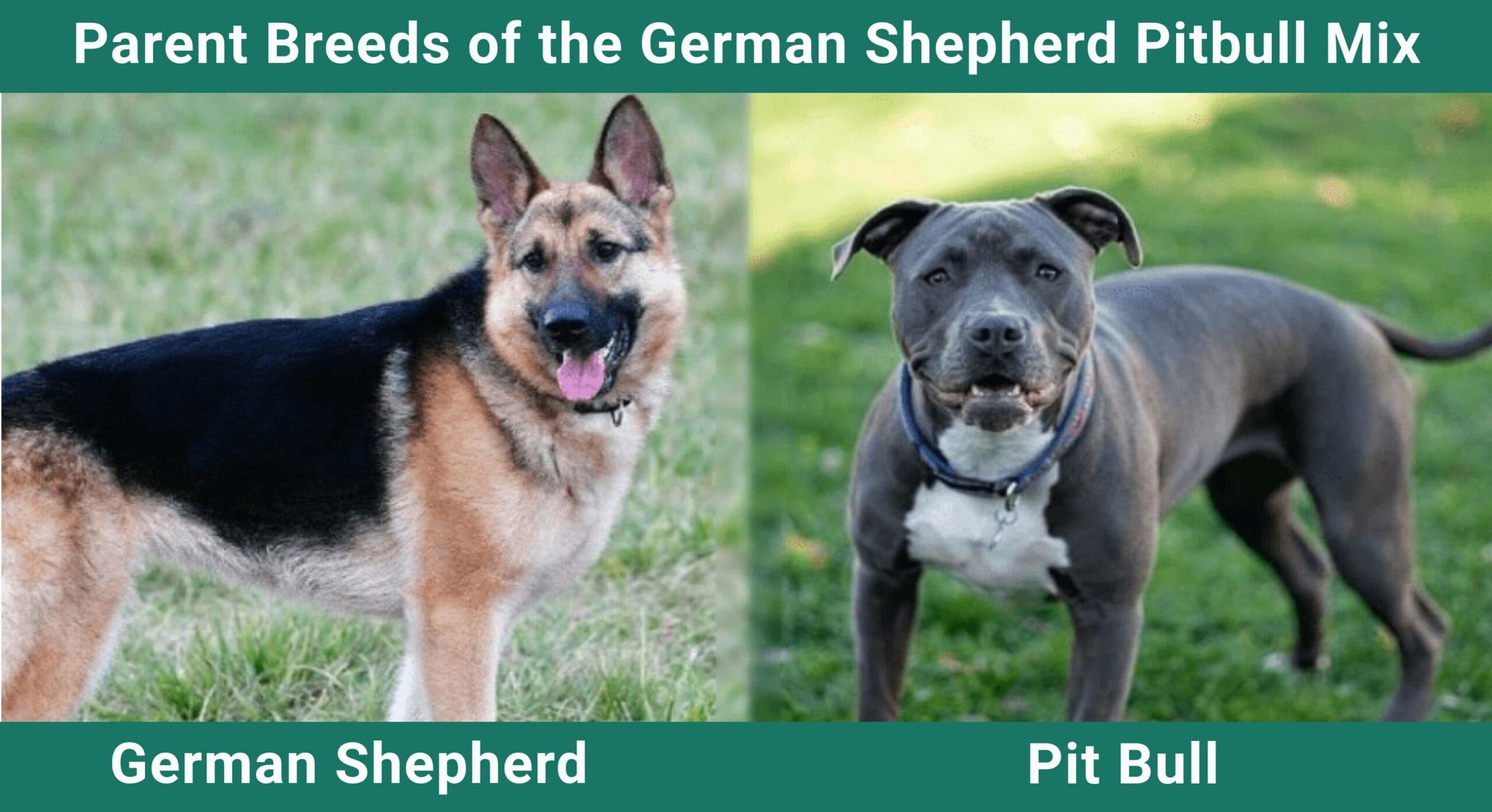 Parent_breeds_German-Shepherd-Pitbull-Mix-scaled-2