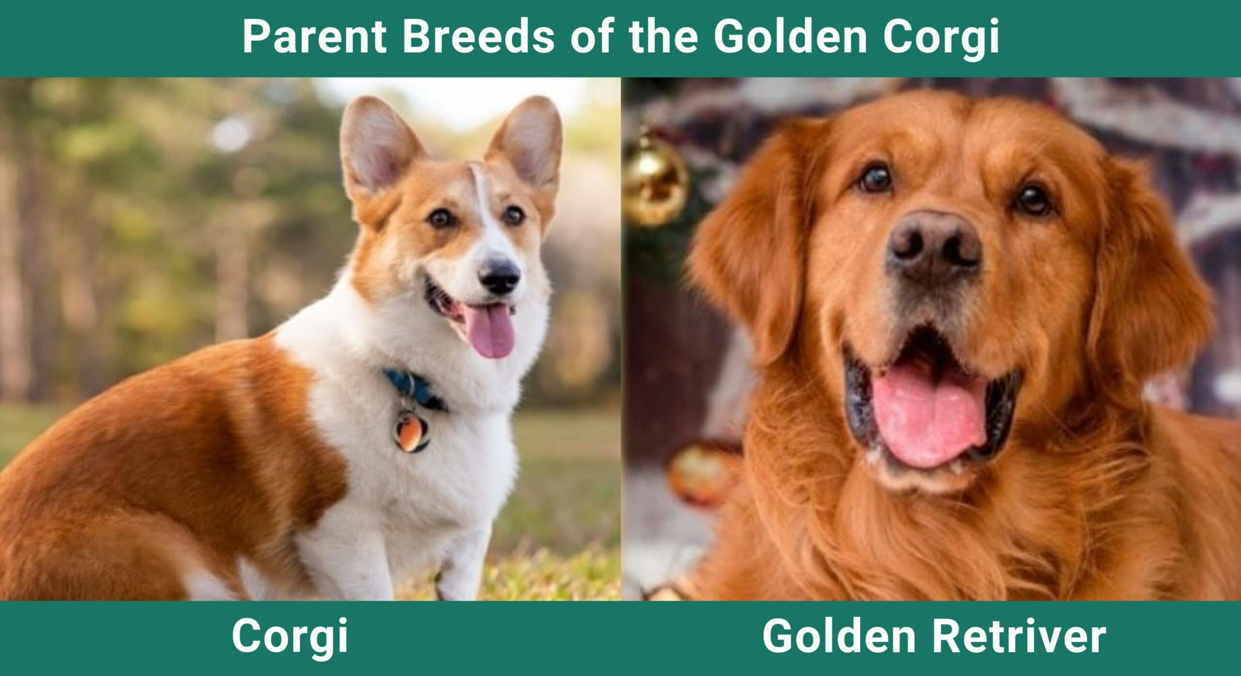 Parent breeds Golden Corgi