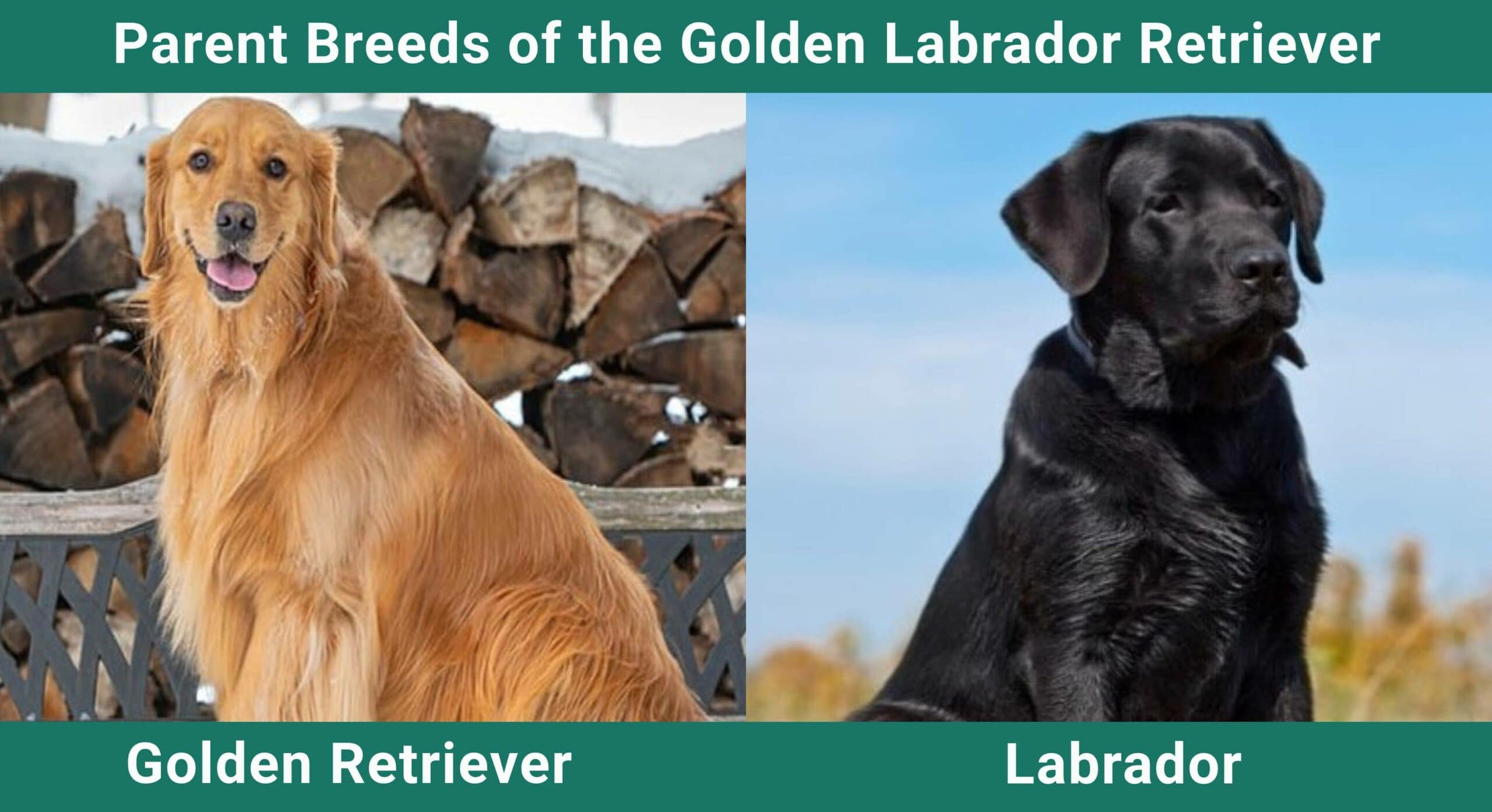 Parent breeds Golden Labrador-Retriever