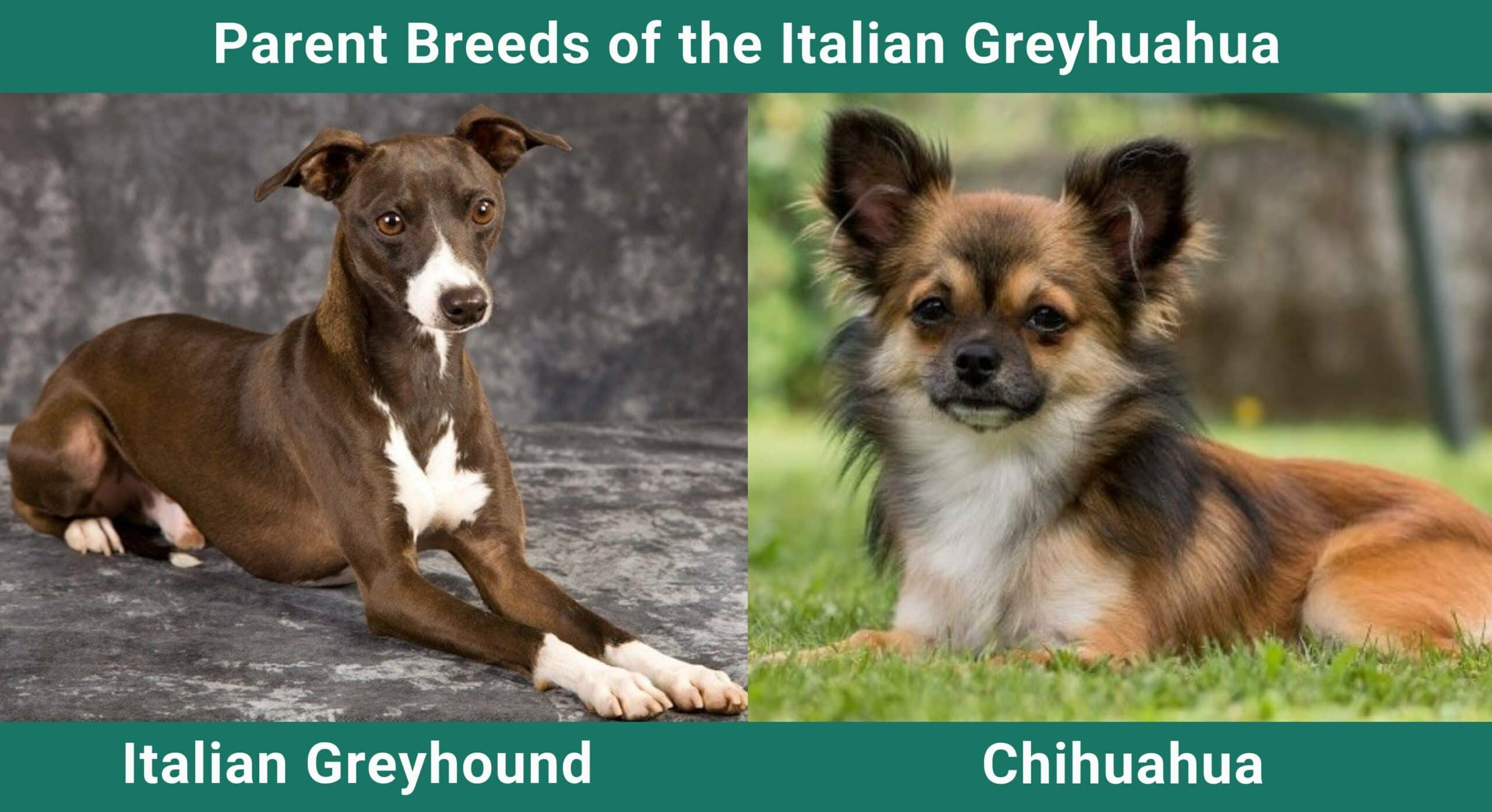 Parent_breeds_Italian-Greyhuahua-scaled