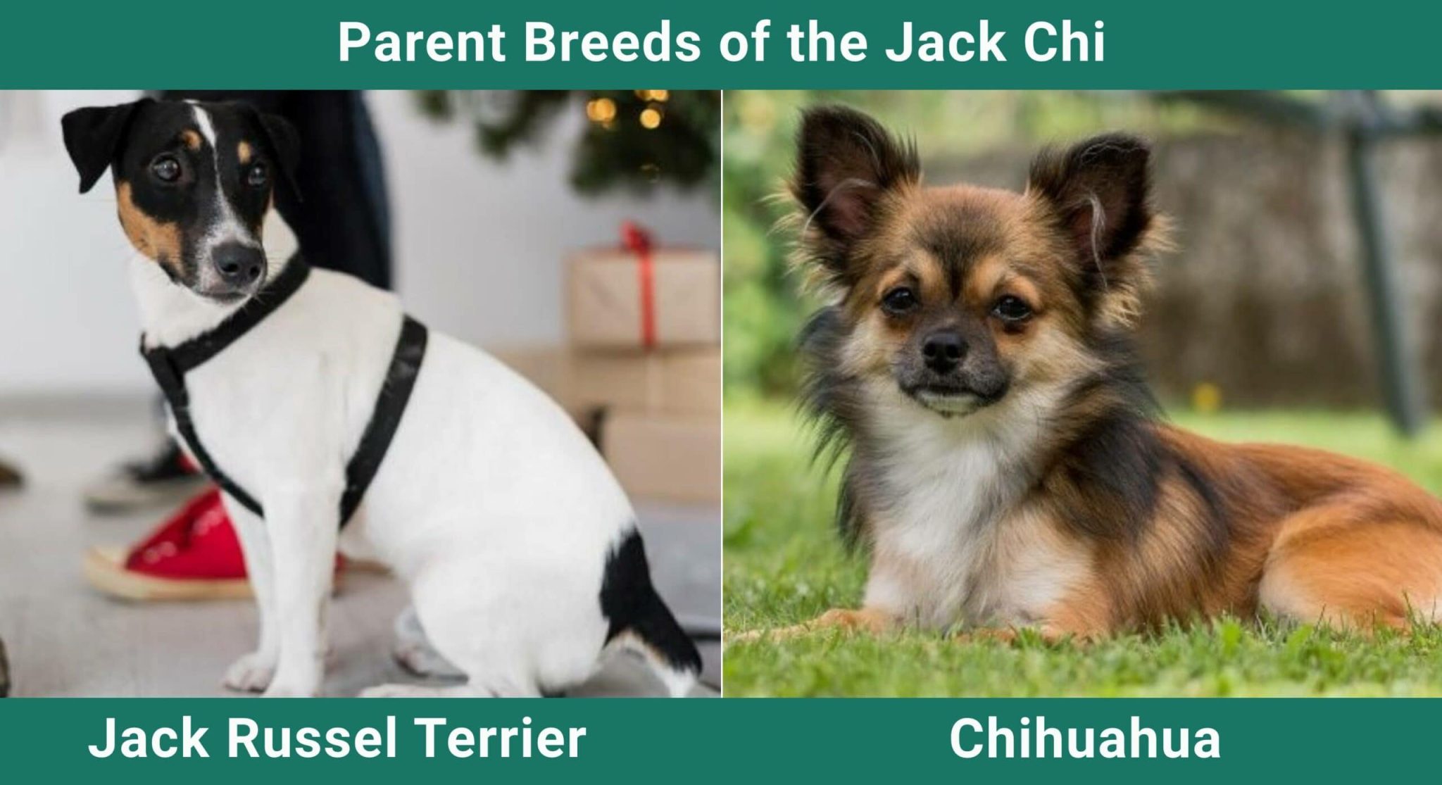 Jack Chi (Jack Russell Terrier & Chihuahua Mix): Info, Pictures, Care