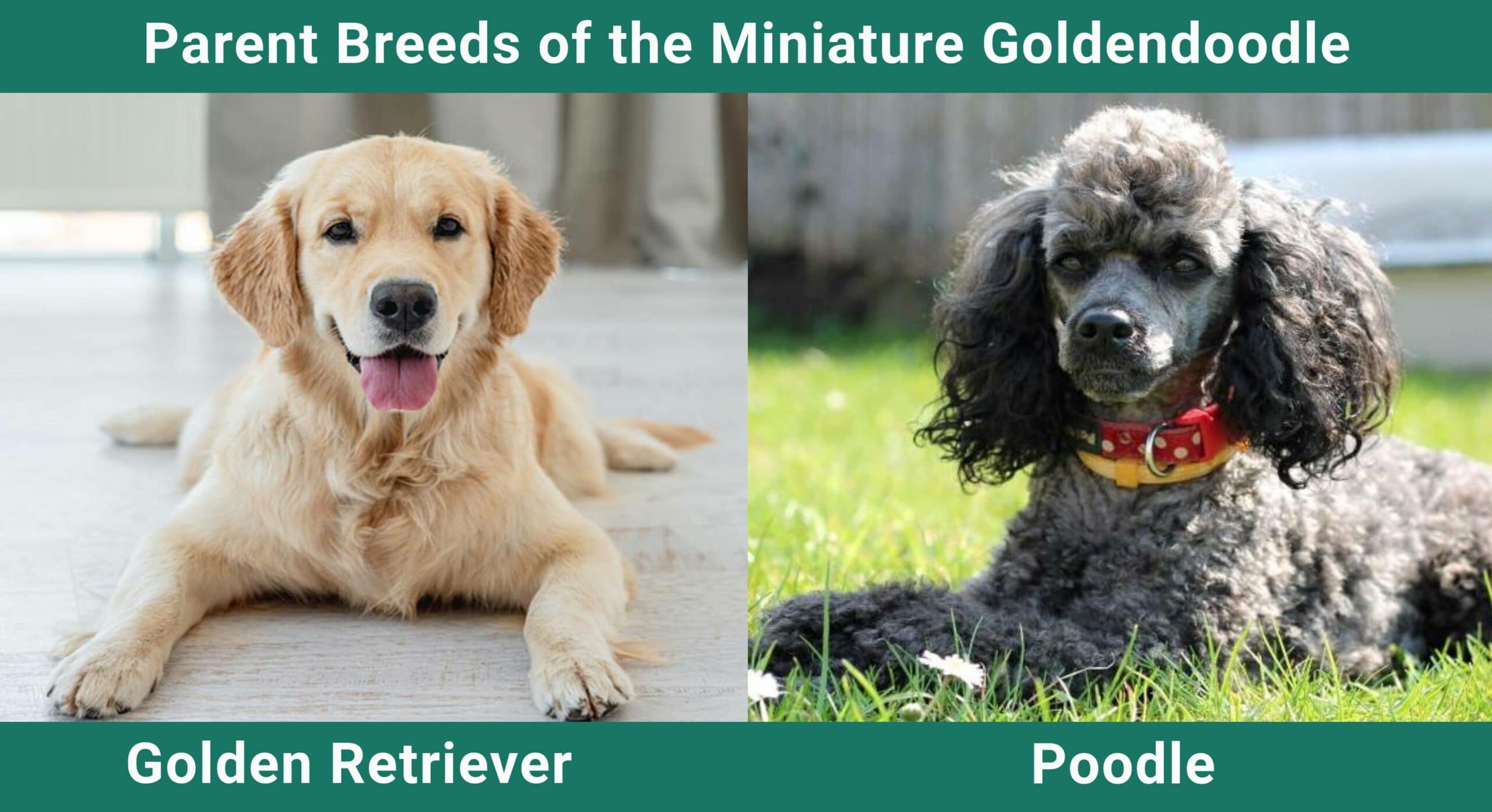 Parent breeds Miniature Goldendoodle