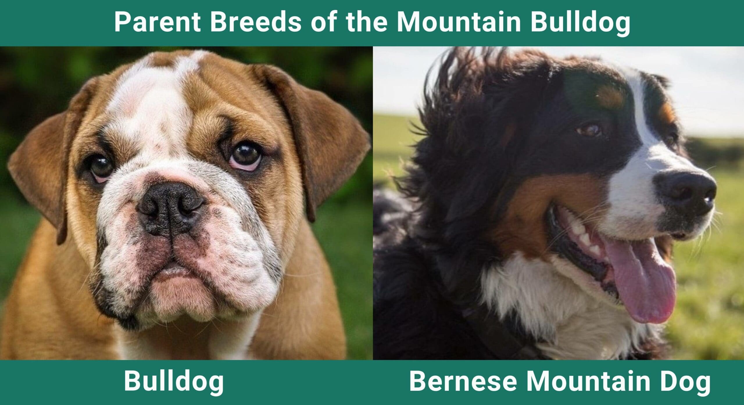 Parent breeds Mountain Bulldog
