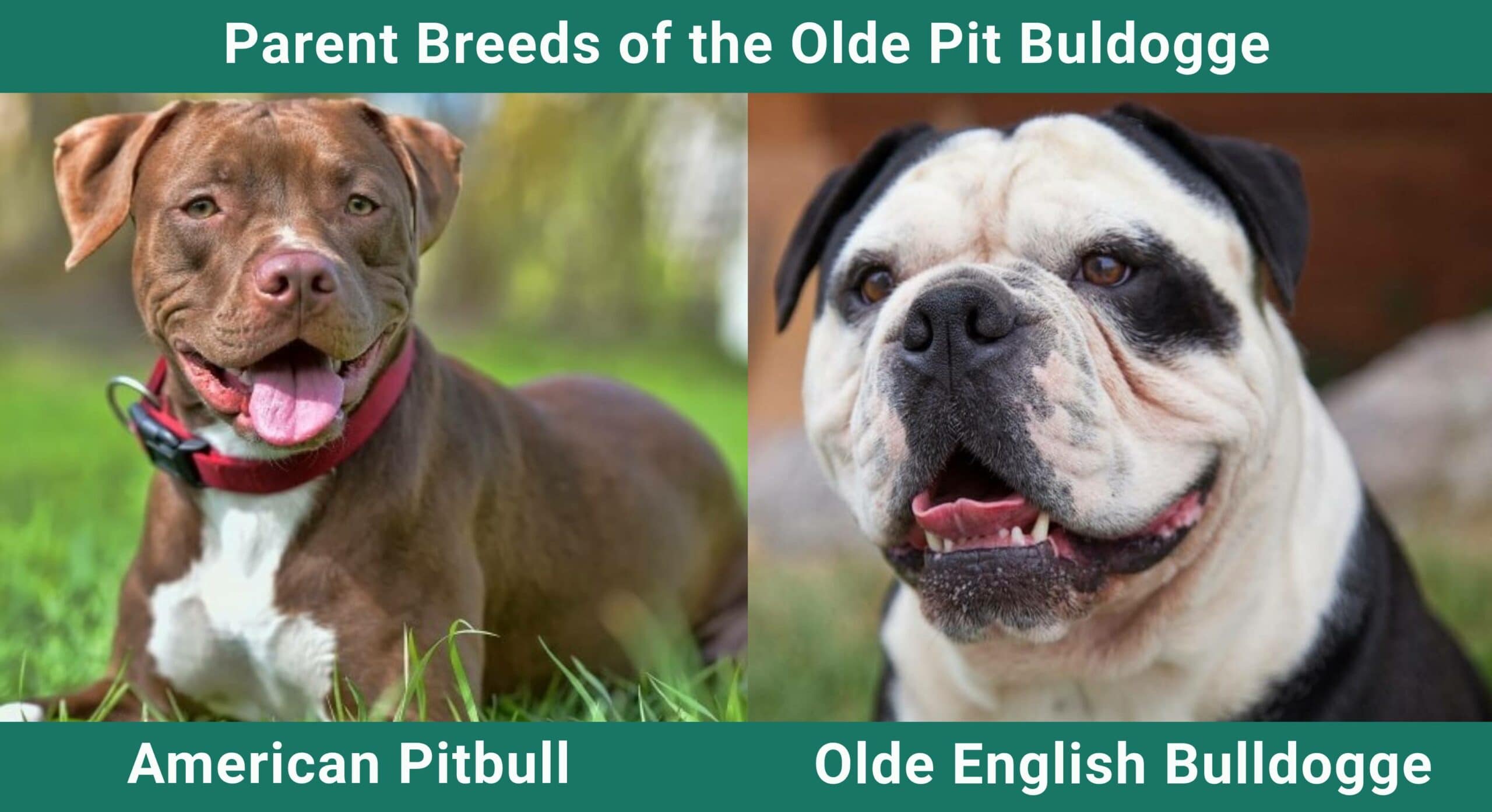 Parent_breeds_Olde-English-Bulldogge
