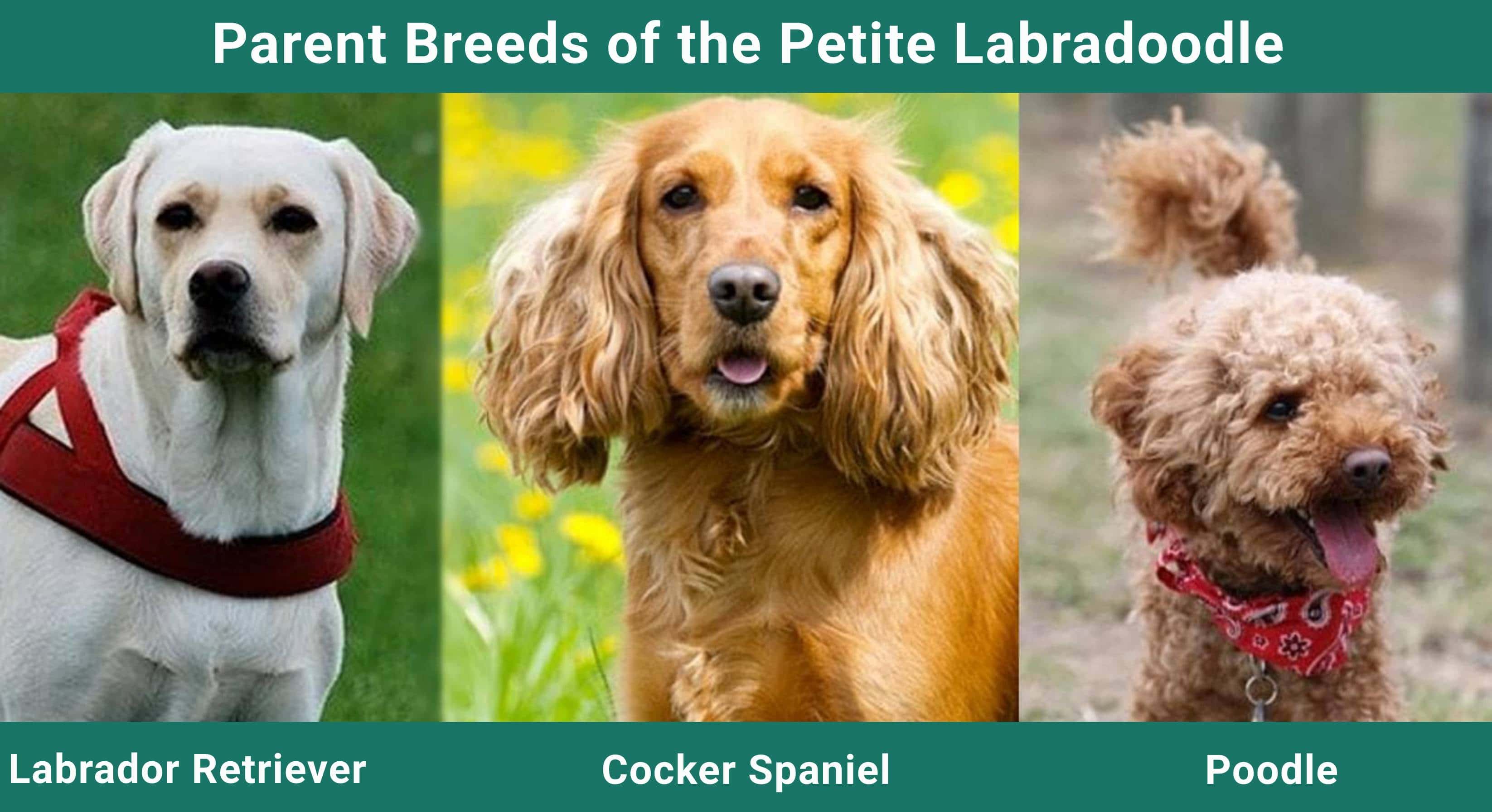 Parent_breeds_Petite Labradoodle