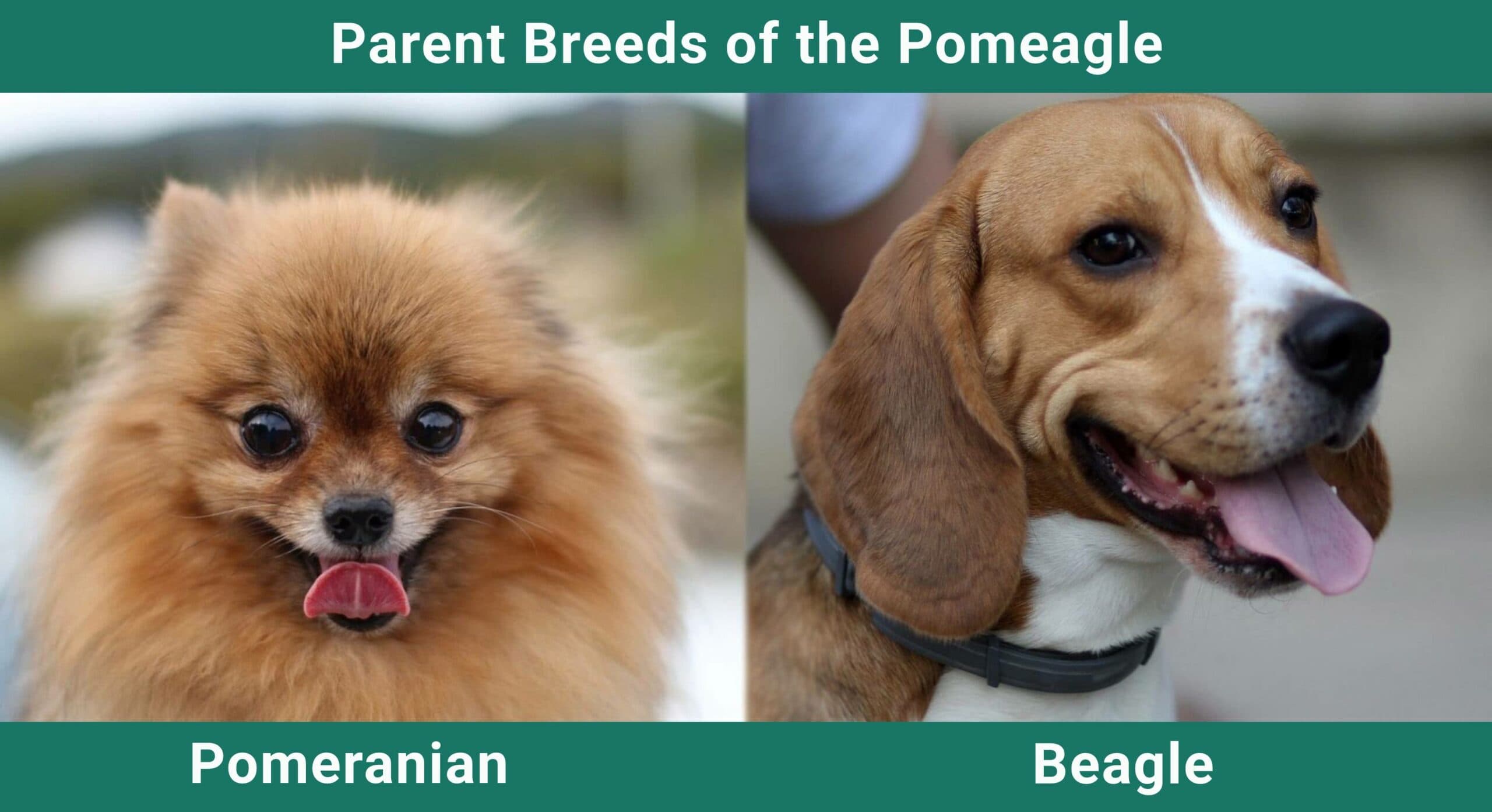 Parent_breeds_Pomeagle-scaled-2