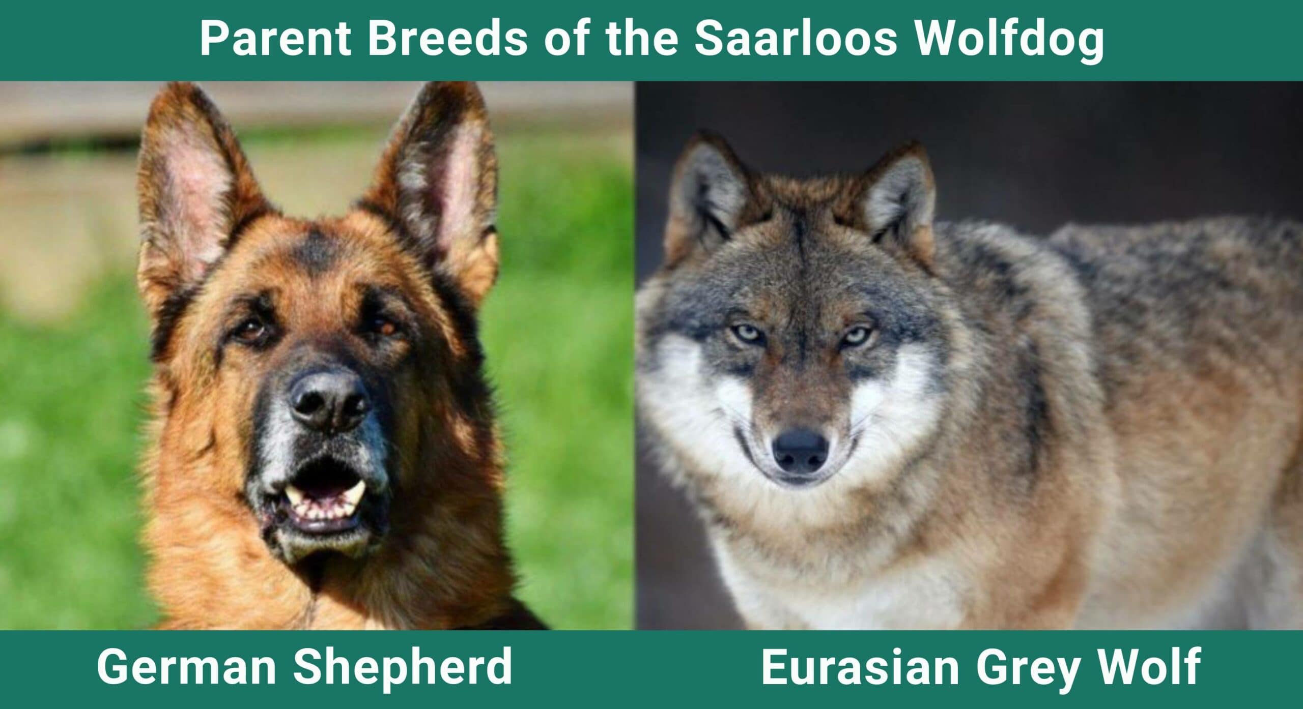 Parent_breeds_Saarloos-Wolfdog