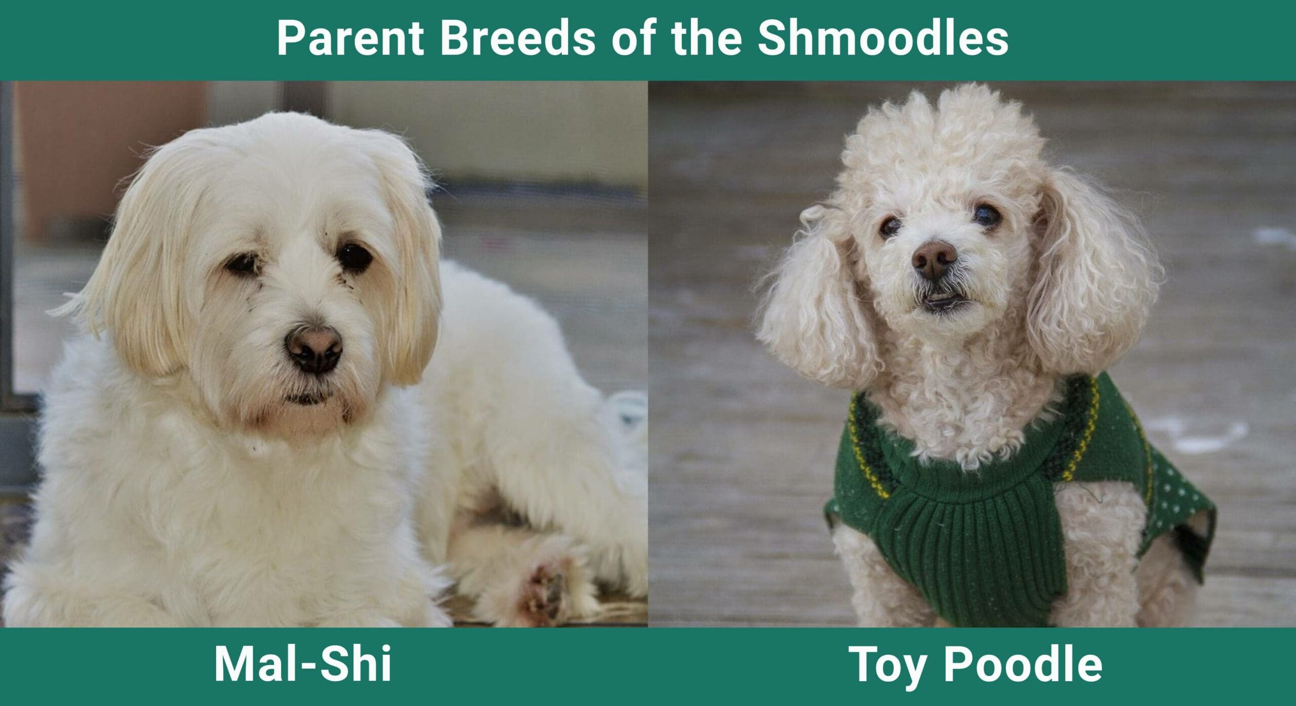 Parent breeds of the Shmoodle