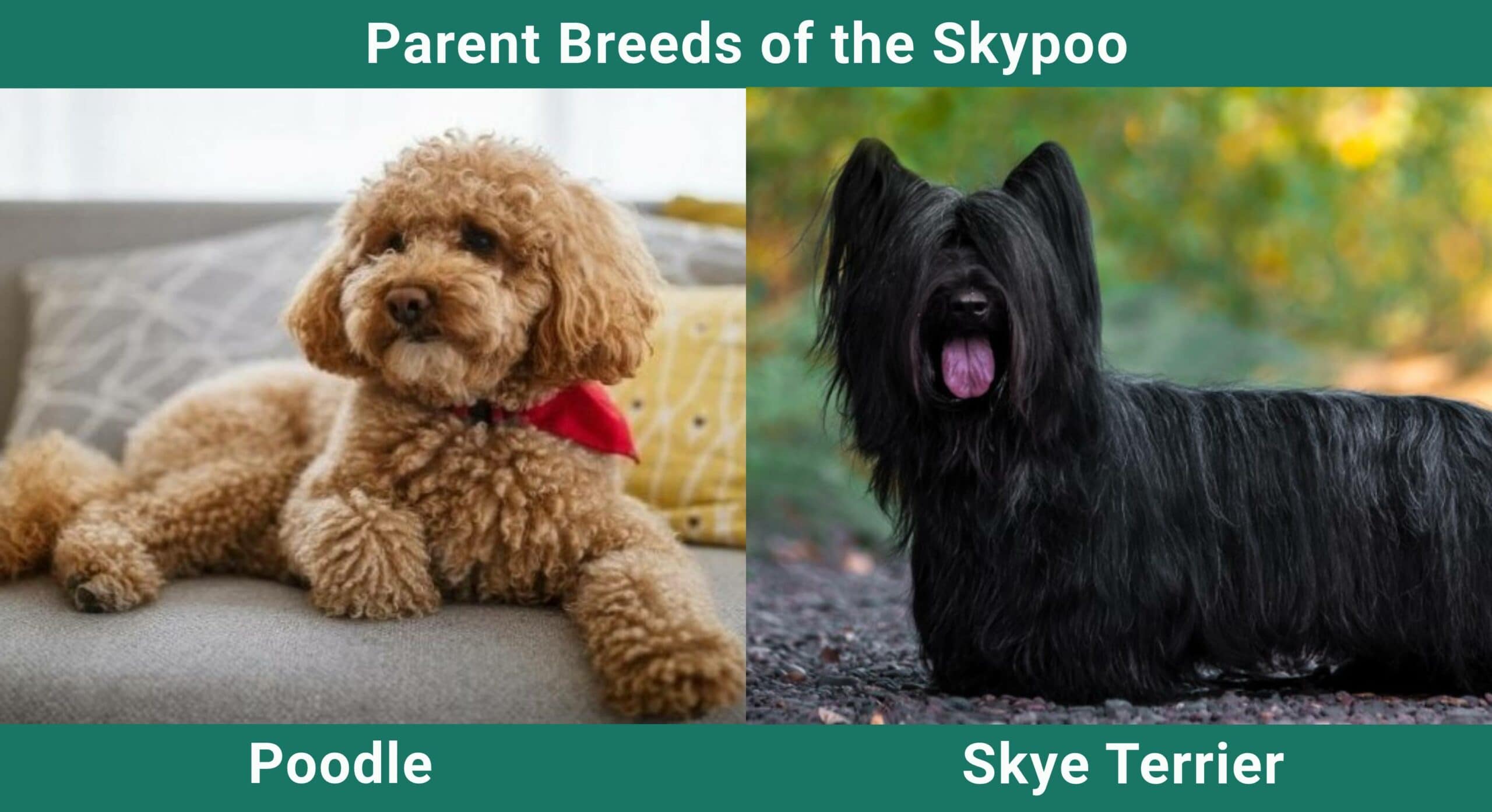 Parent breeds Skypoo