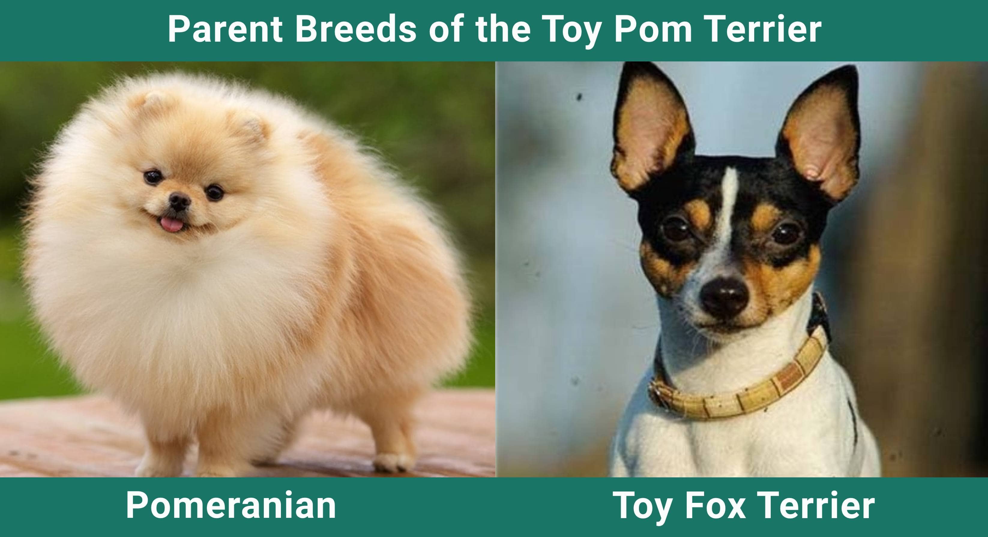 Parent_breeds_Toy-Pom-Terrier