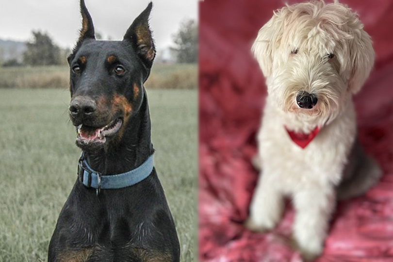 Parents of Dobersheep