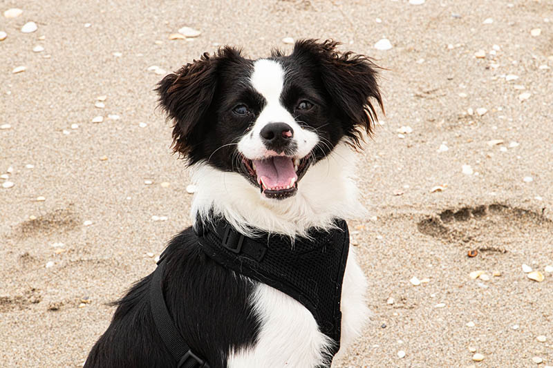 Part Cavalier King Charles and Pomeranian