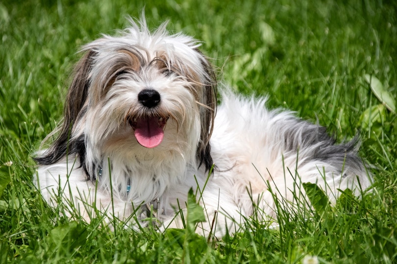 Parti yorkies dog in grass