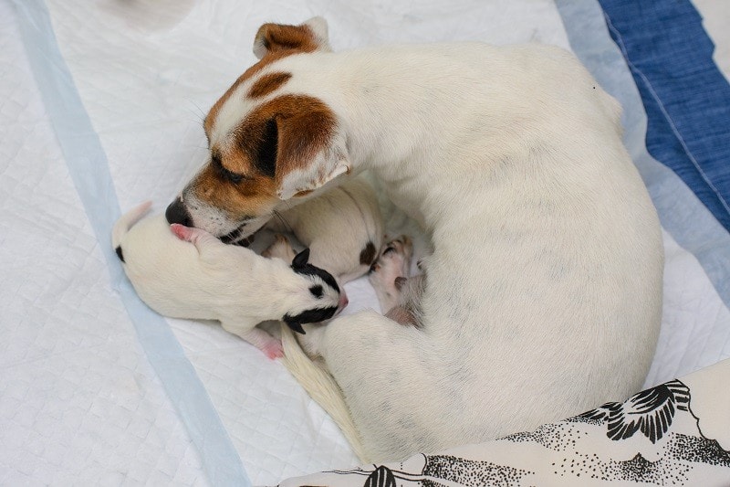Pawel Rajtar_shutterstock_birth