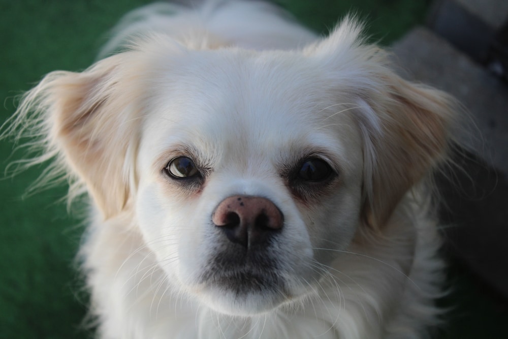 Peekapoo dog with straight fur