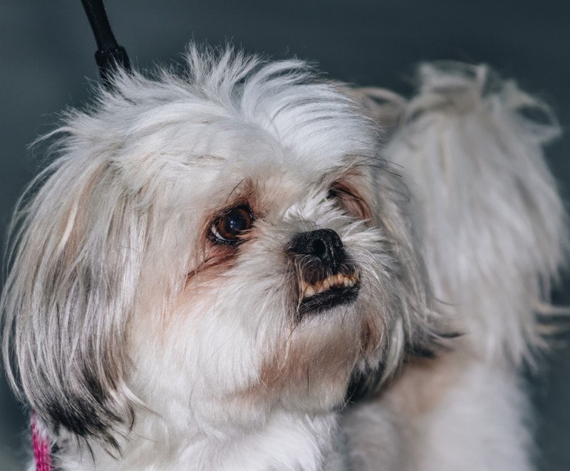 Peekapoo dog
