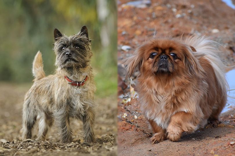 Pekairn (Cairn Terrier x Pekingese)