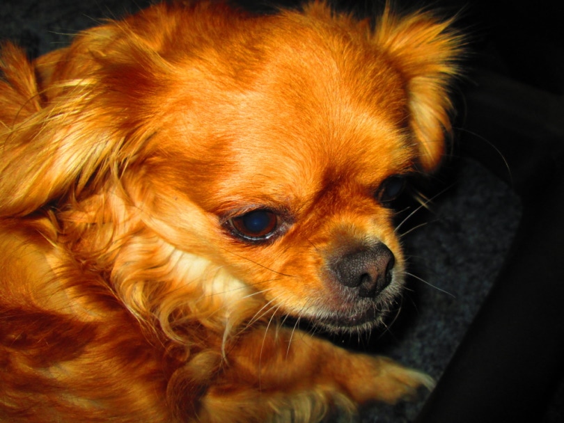 Cheeks Pekingese Chihuahua Mix