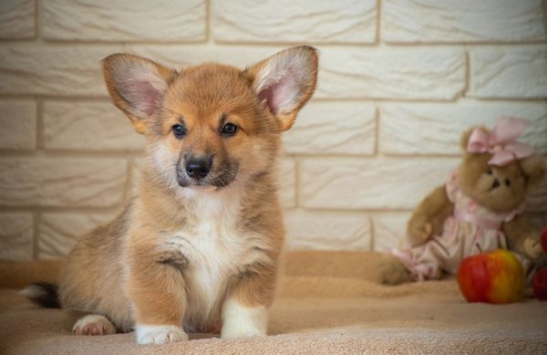 Pembroke Welsh Corgi