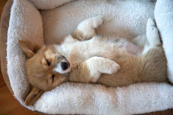 Pembroke Welsh Corgi puppy sleeping in a basket