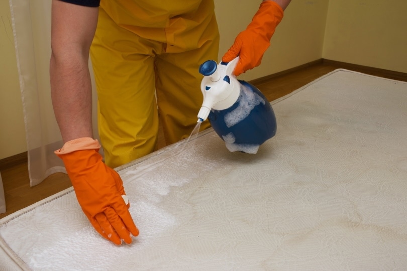 Person cleaning mattress