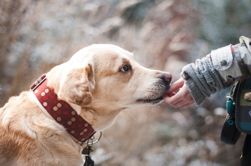 Person feeding brown dog by hand