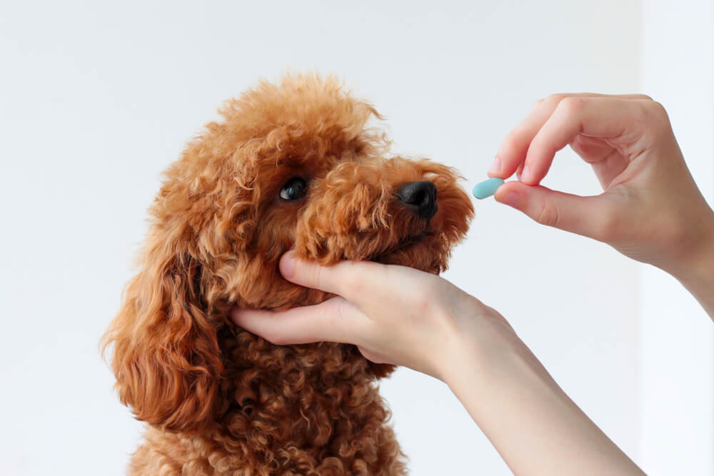 Person giving a dog a pill
