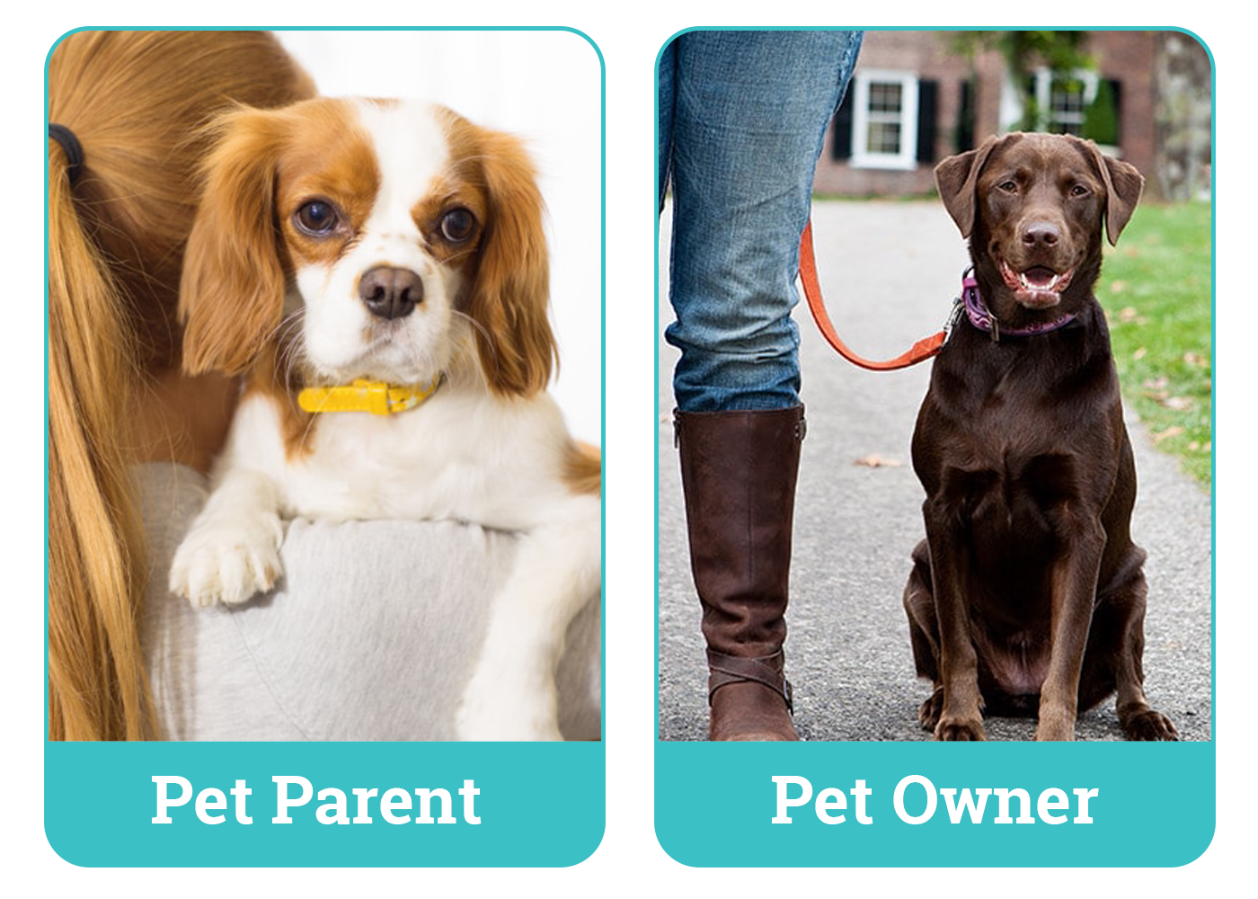 Pet Parent Vs Pet Owner Side By Side