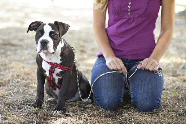 Pet owner with Pit Bull puppy