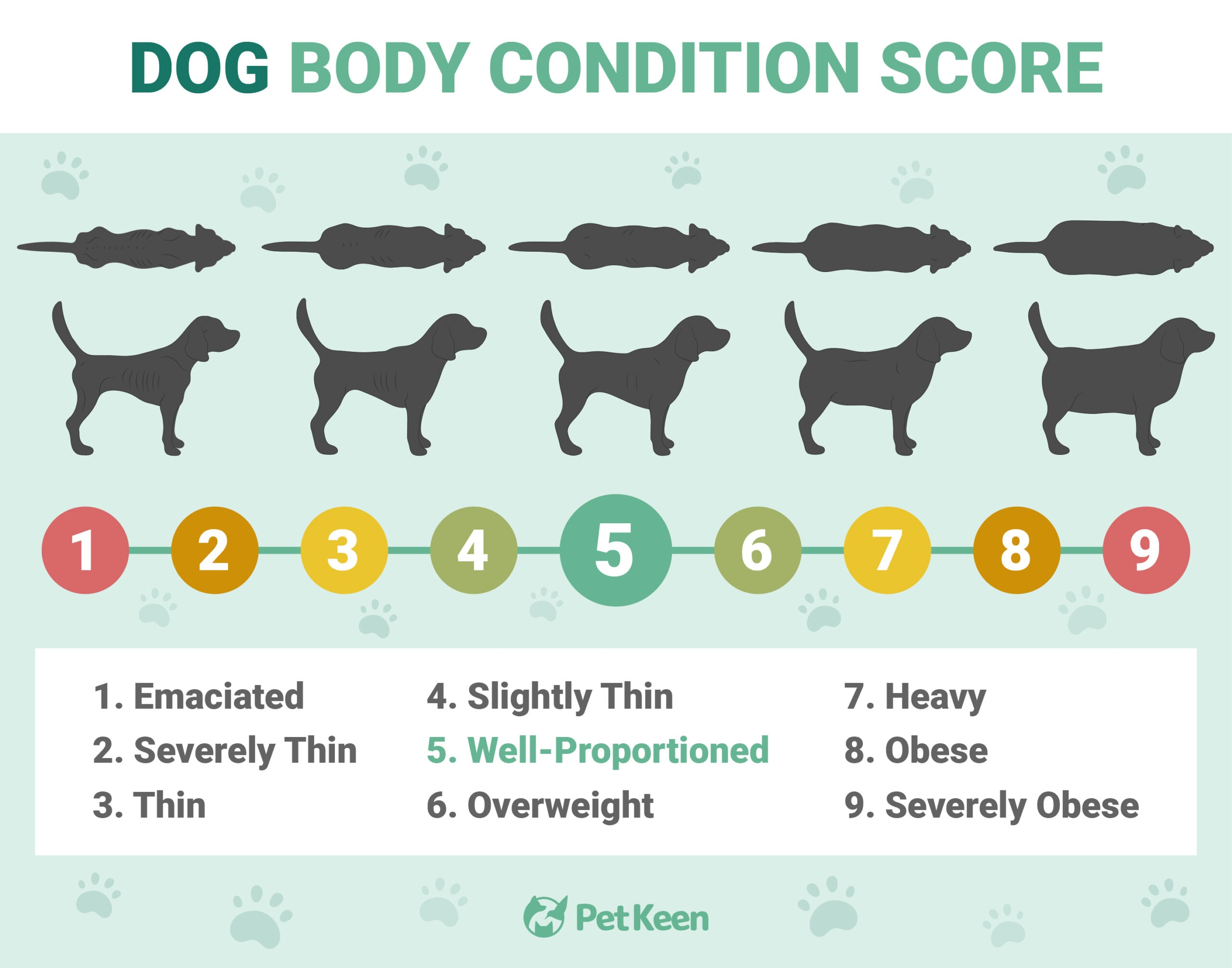 PetKeen_Body-Condition-Score-for-Dogs_v2-5_Jan-4-2024-scaled-2