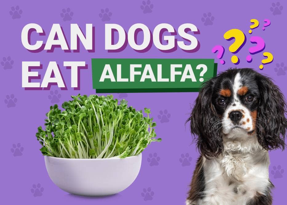 Can Dogs Eat Alfalfa