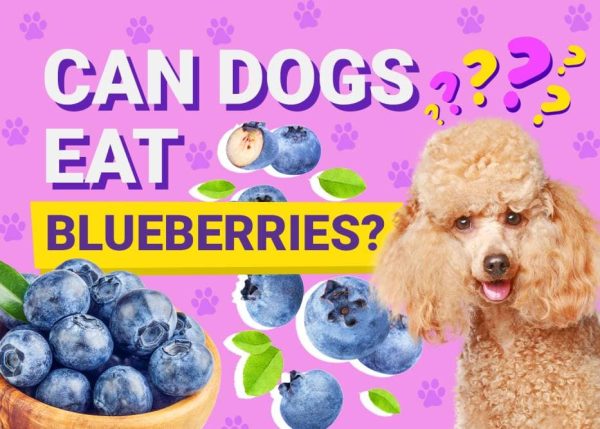 Can Dogs Eat_blueberries