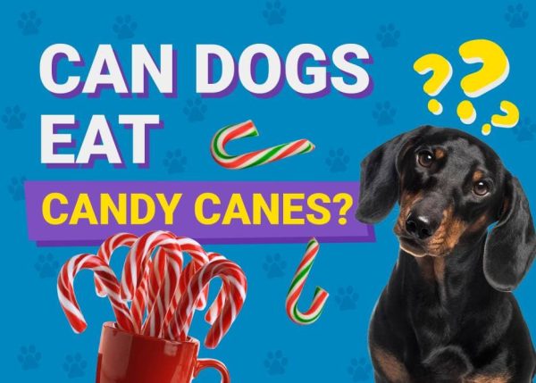 Can Dogs Eat_candy canes