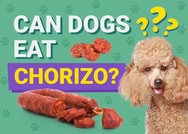 Can Dogs Eat Chorizo? Vet Approved Nutrition Facts & Risks Dogster