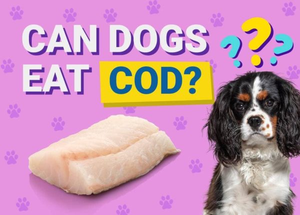 Can Dogs Eat_cod