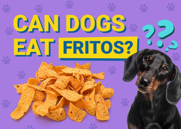 Can Dogs Eat_fritos
