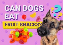 Can Dogs Eat Fruit Snacks? Vet-Verified Nutrition Info & Risks – Dogster