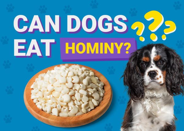 Can Dogs Eat_hominy