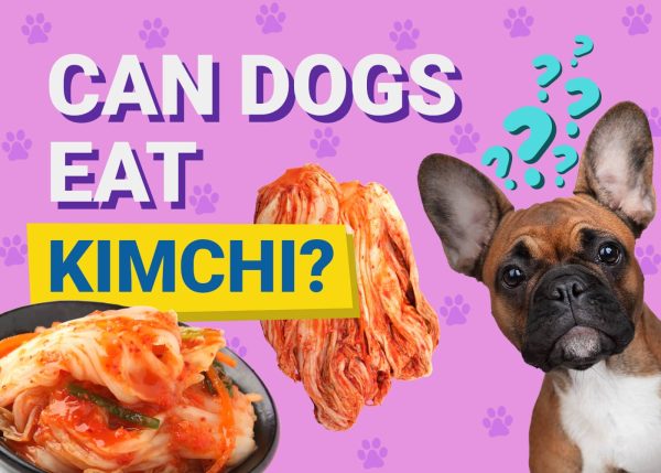 Can Dogs Eat_kimchi