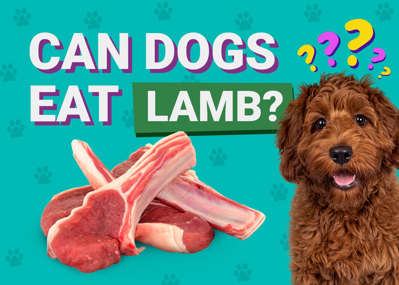Can Dogs Eat_lamb