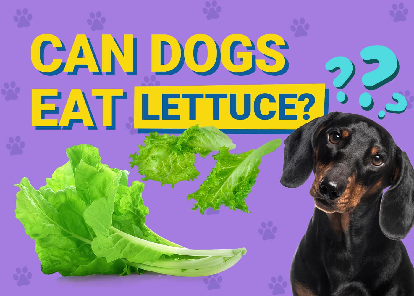 Can Dogs Eat_lettuce