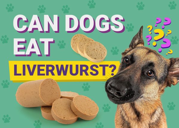 Can Dogs Eat_liverwurst