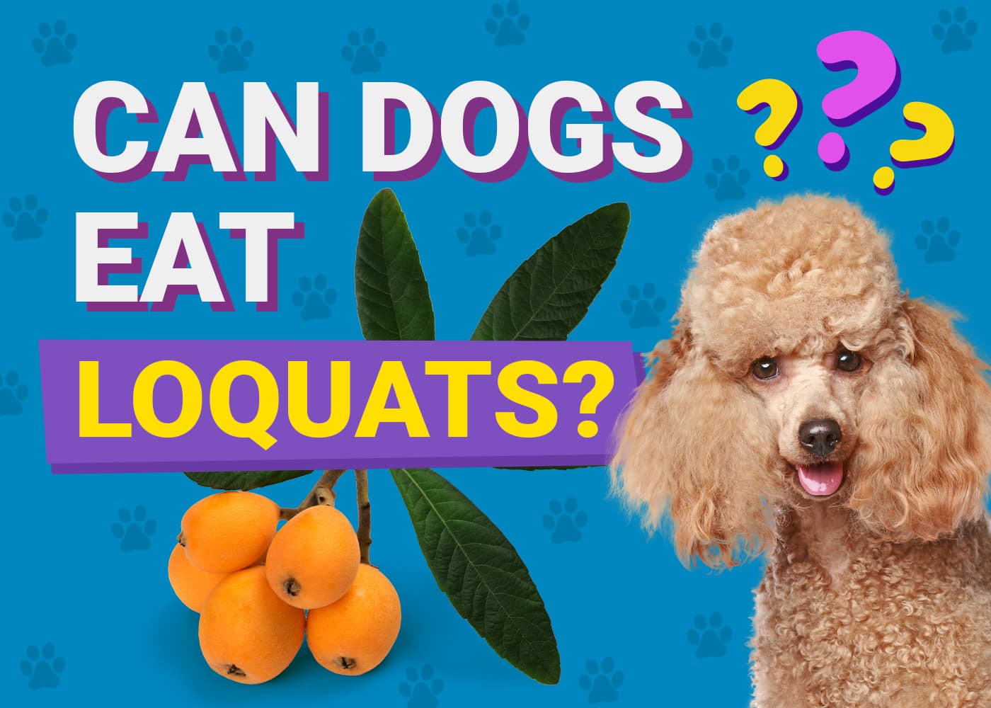 Can Dogs Eat Loquats