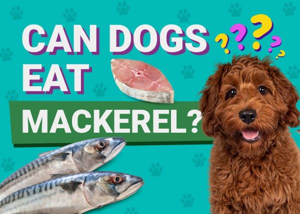 Can Dogs Eat Mackerel