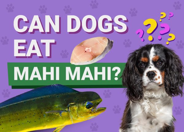 Can Dogs Eat Mahi Mahi