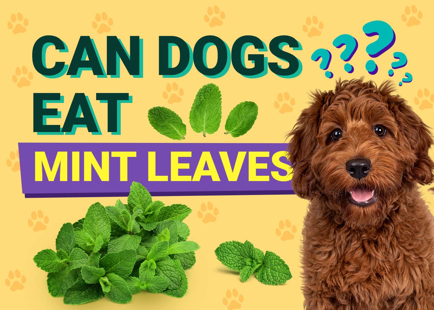 can dogs eat mint