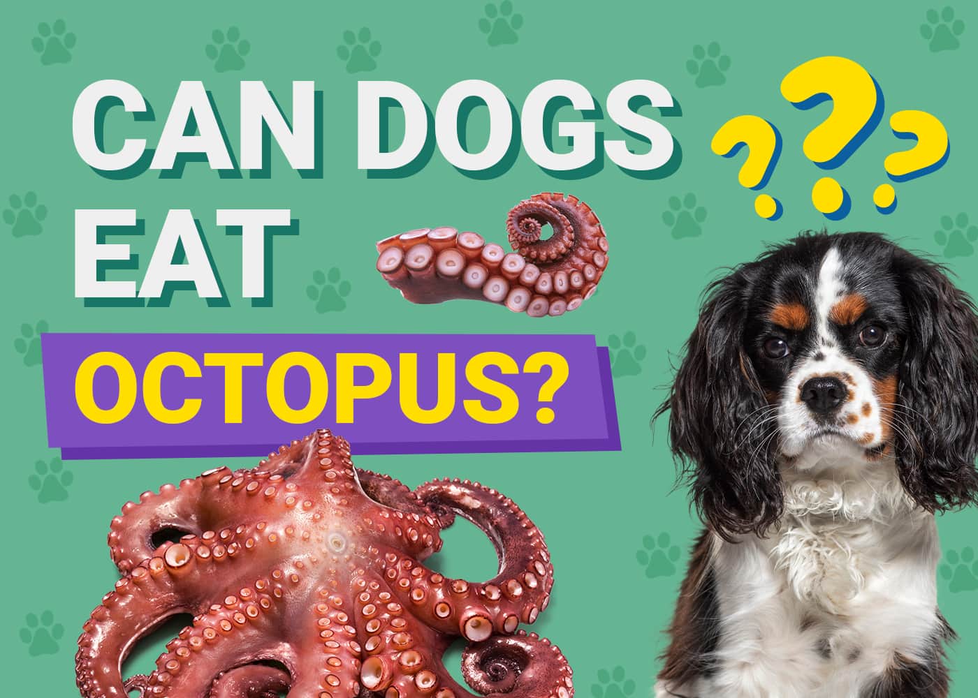 Can Dogs Eat Octopus? Vet-Approved Nutrition Info & Risks – Dogster